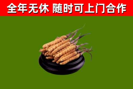 宁国市回收散虫草