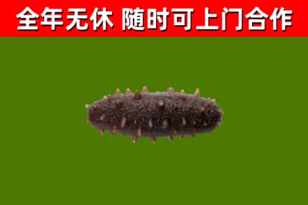宁国市回收海参干